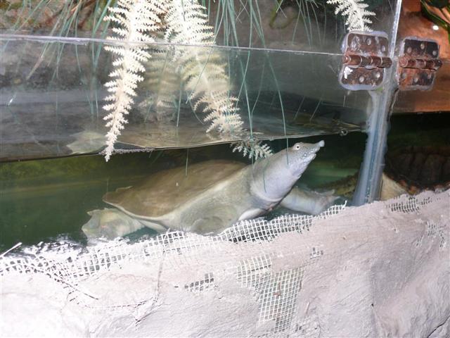 Daugpilio zoo