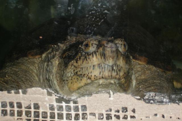 Daugpilio zoo