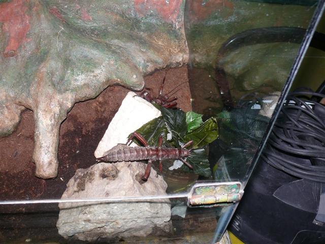 Daugpilio zoo