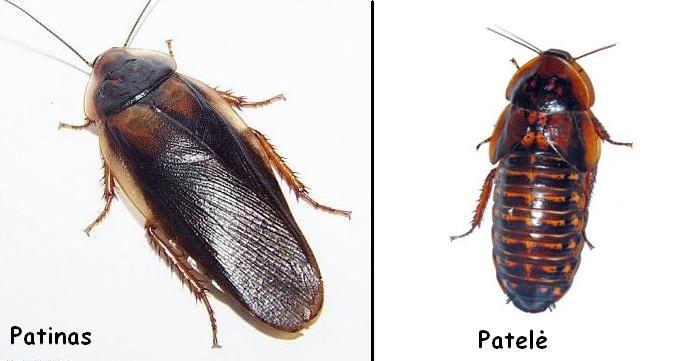 Blaptica dubia