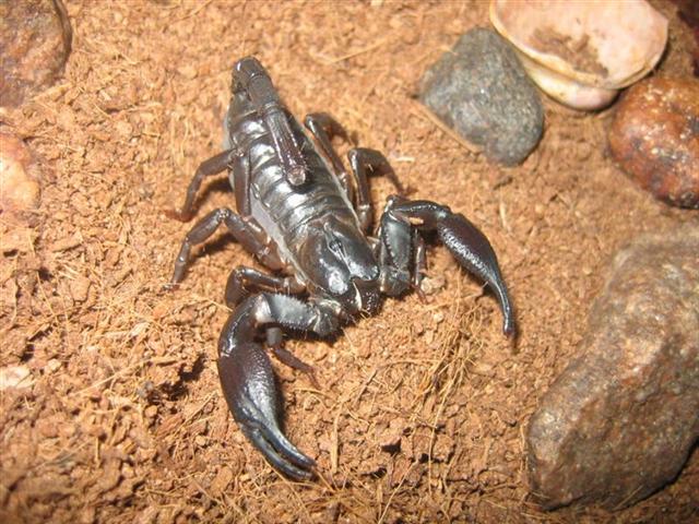 Heterometrus spinifer