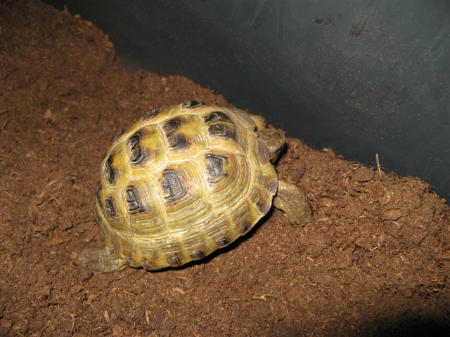 Agrionemys Horsfieldii