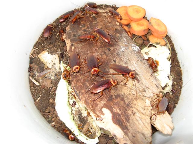 Periplaneta Americana