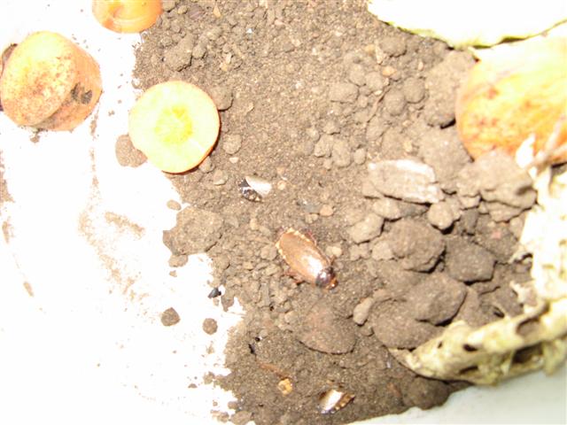 Pycnoscelus Surinamensis