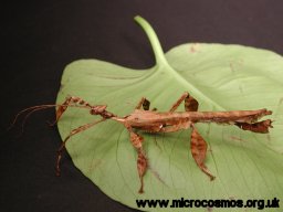 Extatosoma tiaratum