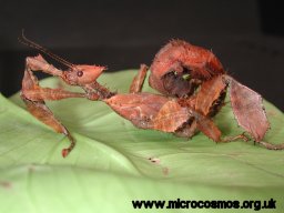 Extatosoma tiaratum