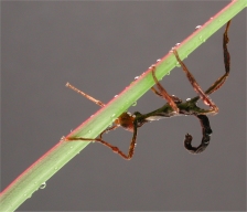 Extatosoma tiaratum