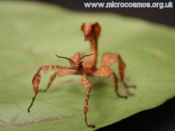 Extatosoma tiaratum