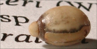 Extatosoma tiaratum