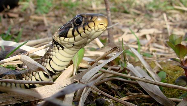 Natrix natrix