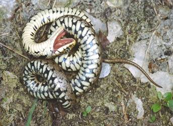 Natrix natrix