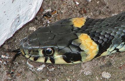 Natrix natrix