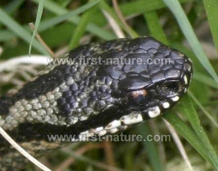 Natrix natrix