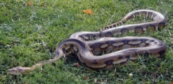 Python reticulatus