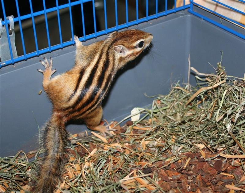 GiX gyvūnai