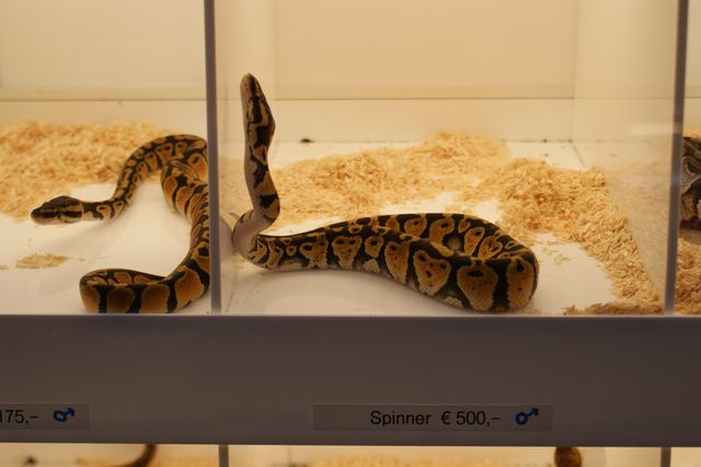 Hamm 2010