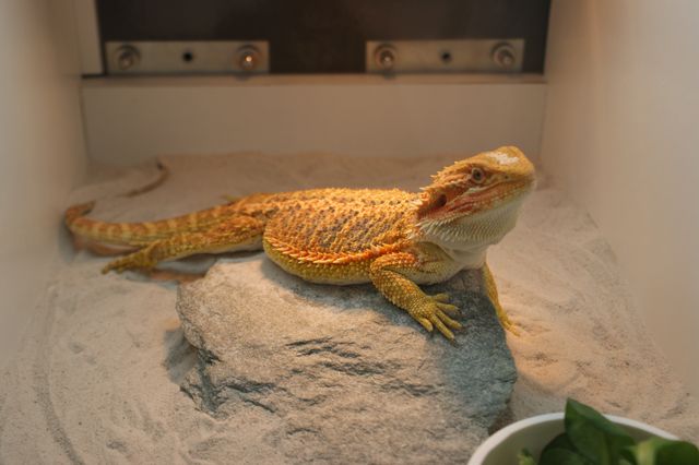 Hamm 2010