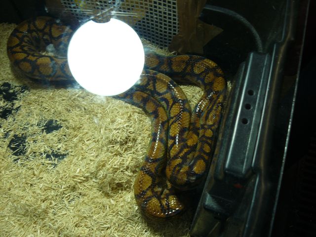 Hamm 2010