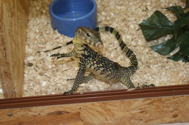 Hamm