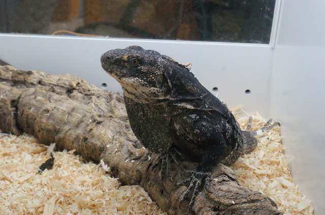 Hamm