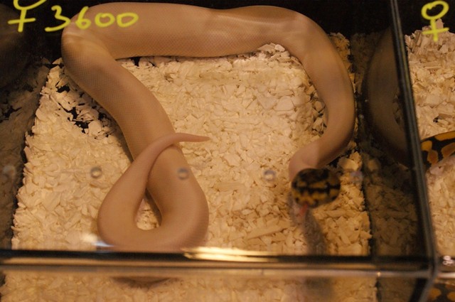 Hamm