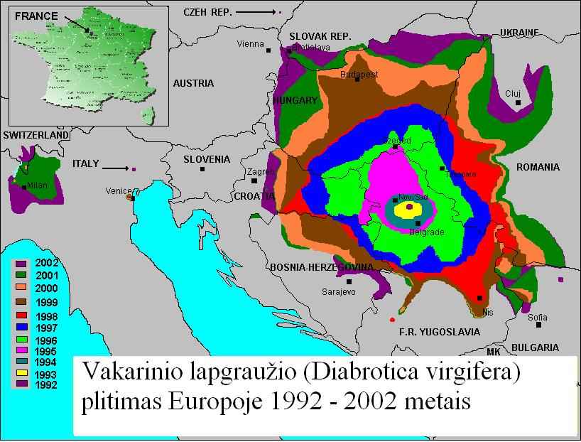 Diabrotica virgifera plitimas Europoje