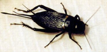 Gryllus bimaculatus