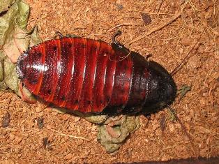 Gromphadorhina portentosa
