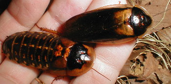 Blaptica dubia