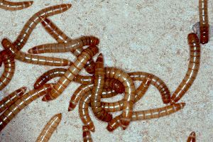 Tenebrio molitor