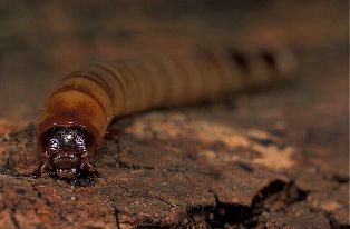 Zophobas morio