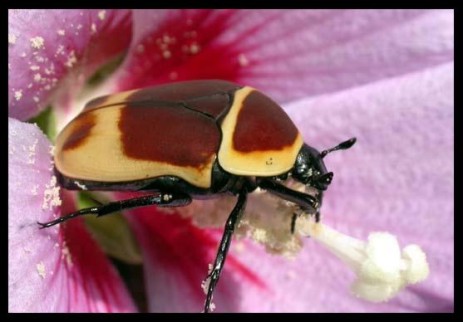 Pachnoda marginata