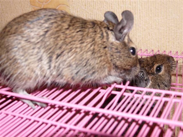 Degu