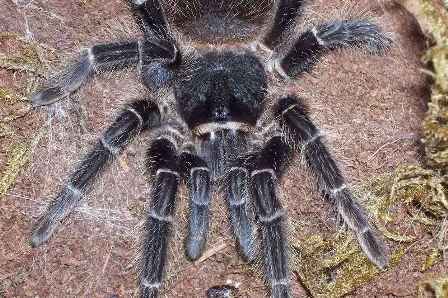 Lasiodora parahybana