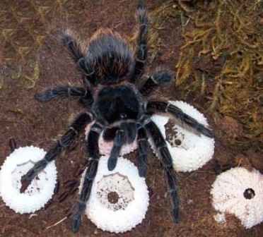 Lasiodora parahybana