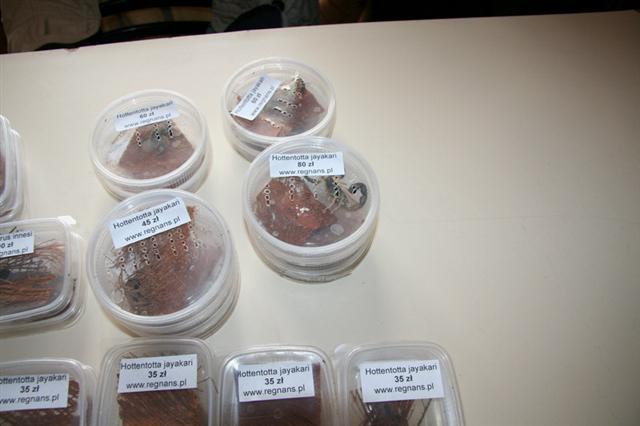 ŚWIĘTOCHŁOWICE