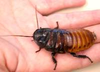 Gromphadorhina portentosa