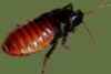 Gromphadorhina portentosa