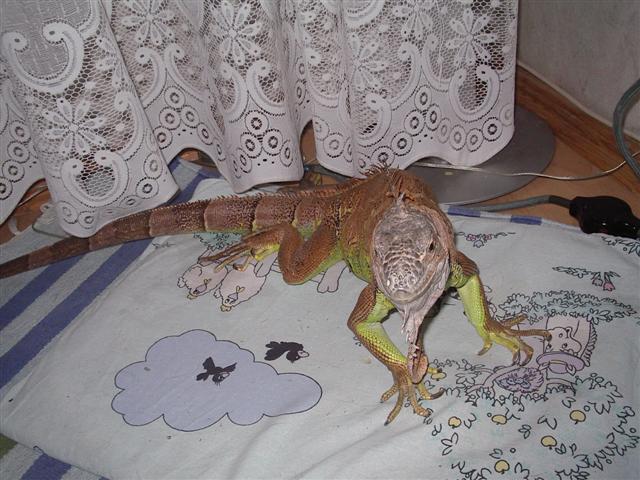 Iguana iguana