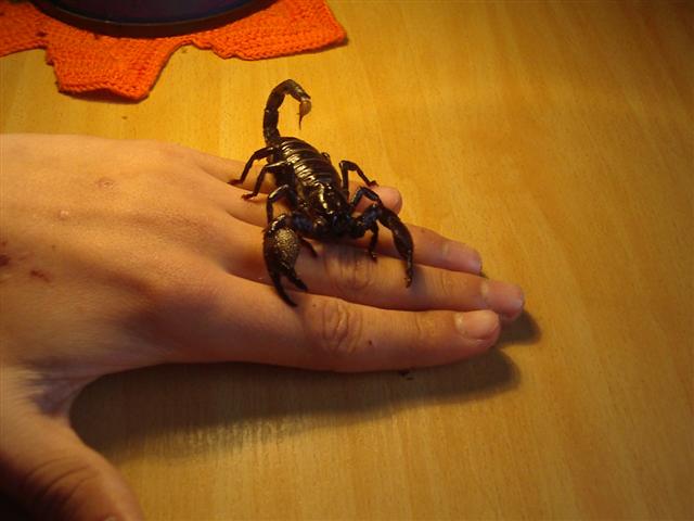 Pandinus Imperator