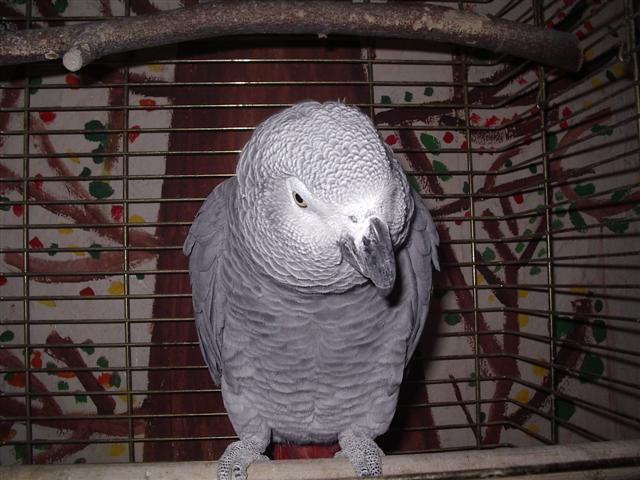 Psitacus erithacus