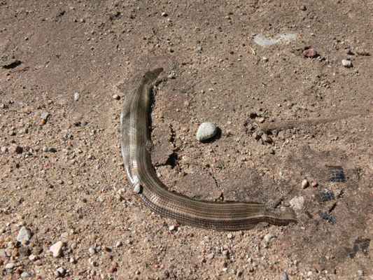 Gluodenas