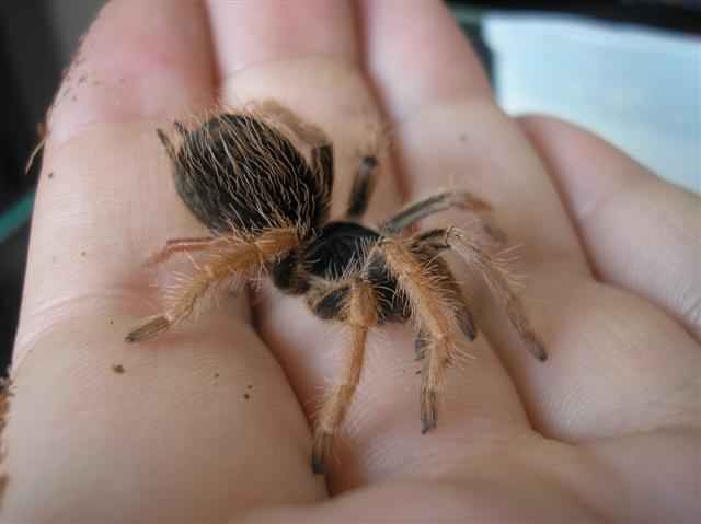 Megaphobema robustum