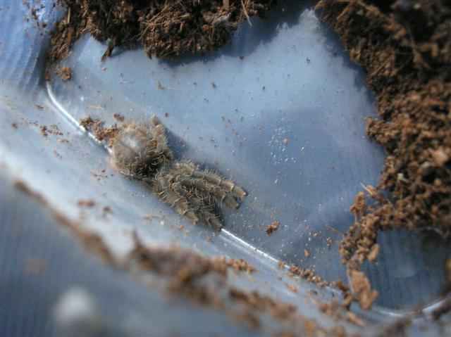 Cyriopagopus schioedtei