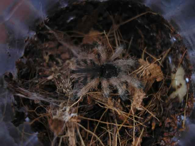 Avicularia metallica