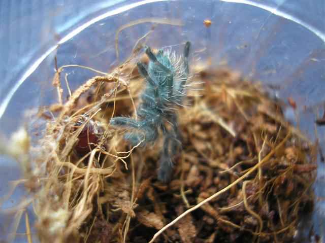 Avicularia versicolor