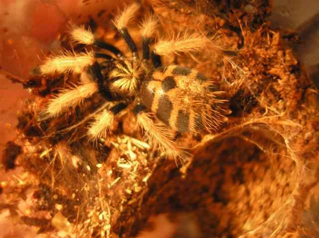 Chromatopelma cyaneopubescens
