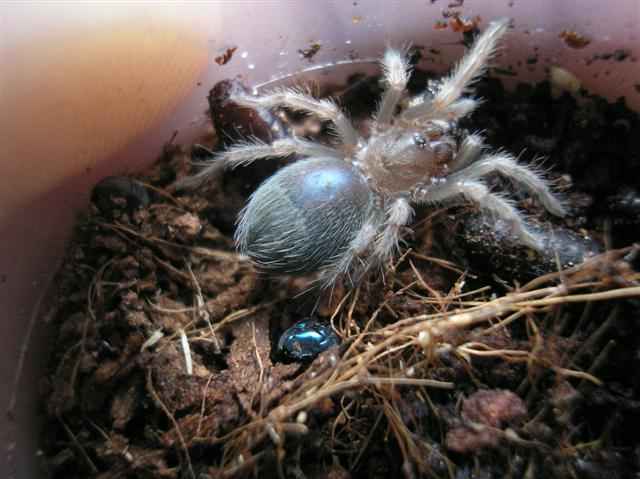 Brachypelma smithi