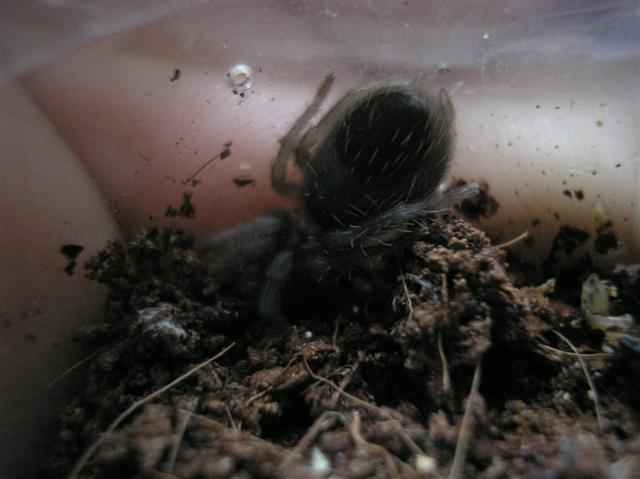 Brachypelma vagans