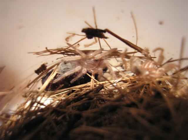 Lasiodora cristata